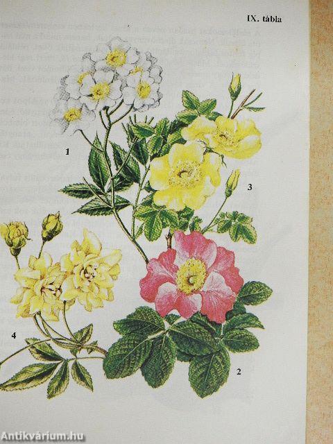 Kína kerti virágai