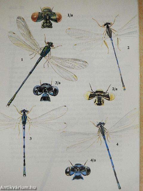 Szitakötők, kérészek, hangyalesők