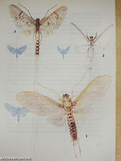 Szitakötők, kérészek, hangyalesők