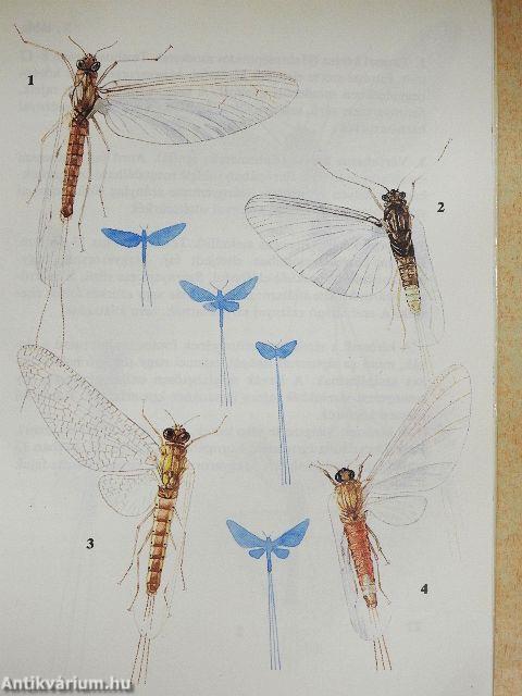 Szitakötők, kérészek, hangyalesők