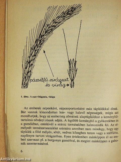 A teljes értékű kenyér