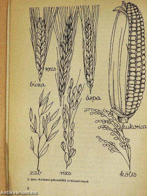 A teljes értékű kenyér