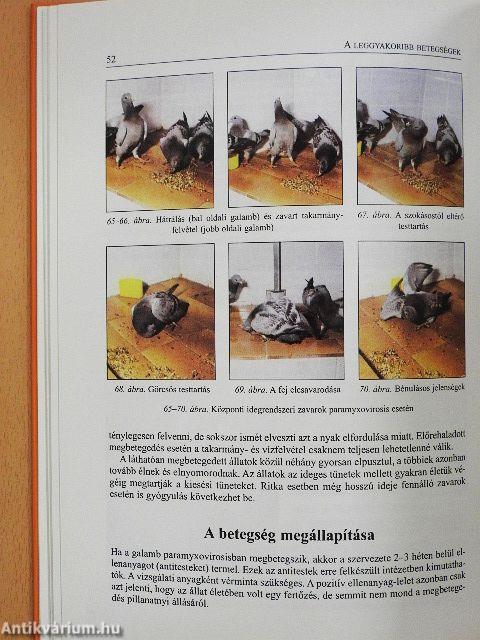 Galambbetegségek megelőzése, felismerése és kezelése