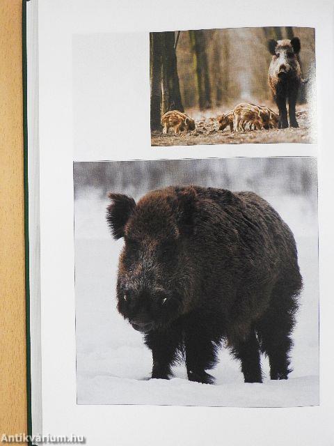 Orvvadászok nyomában