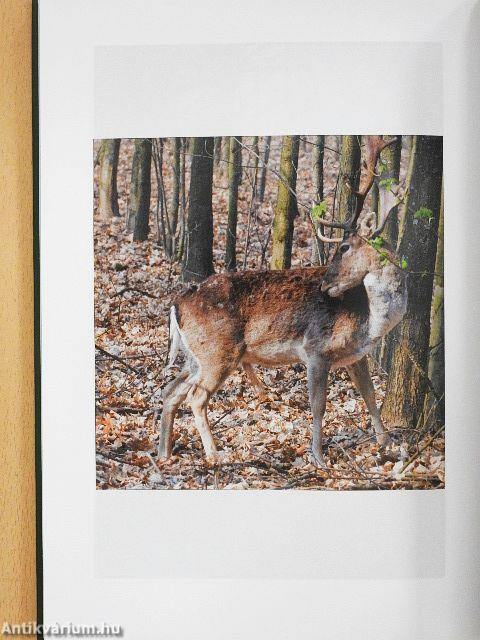 Orvvadászok nyomában