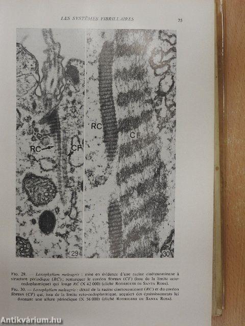 Traité de Zoologie II.