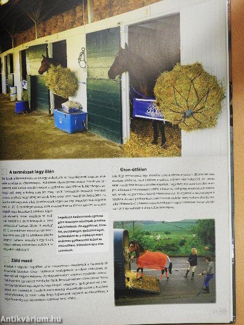 Bemutatkoznak a lovak
