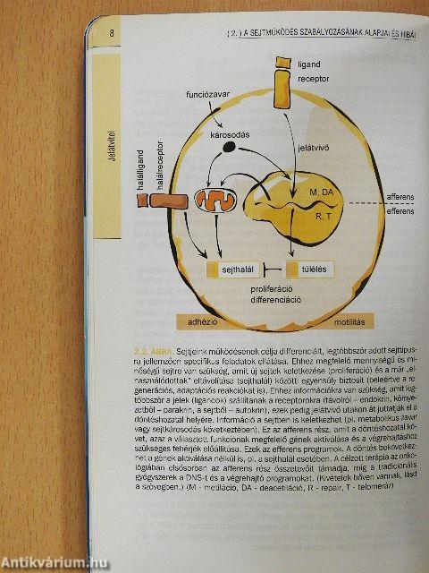 Célzott diagnosztika és célzott terápia az onkológiában