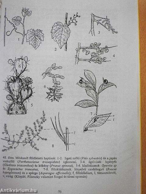 A magvas növények életmenete és alaktana