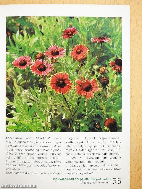 Az egy- és kétnyári virágokról