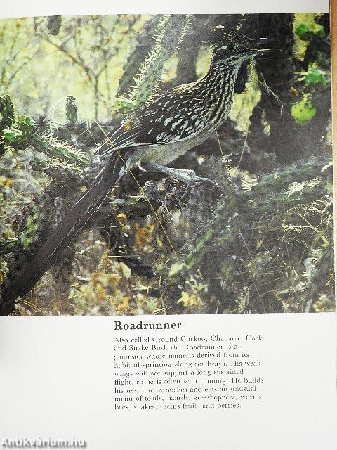 Southwest Desert Wildlife