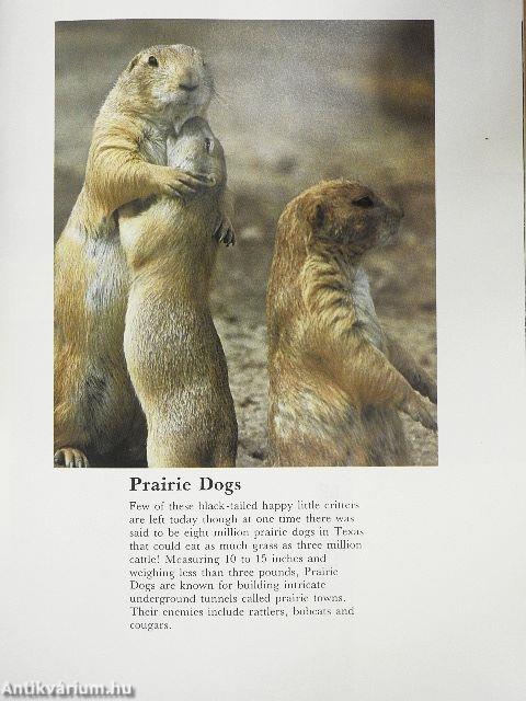 Southwest Desert Wildlife