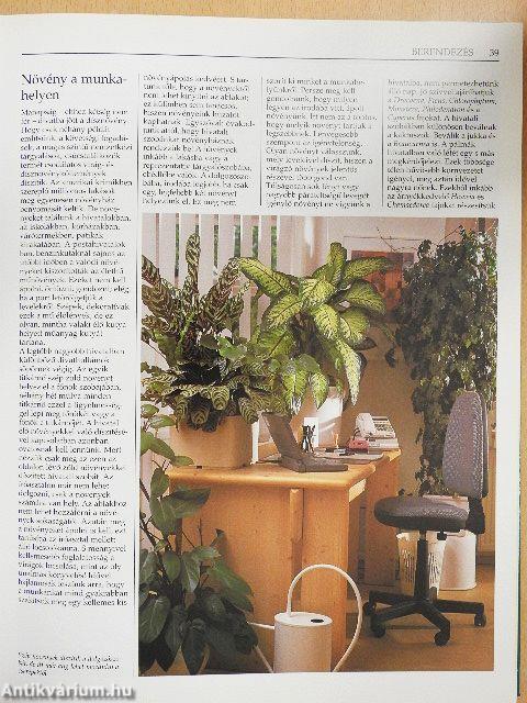 Növények a lakásban