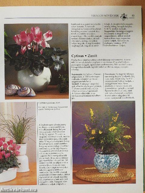 Növények a lakásban