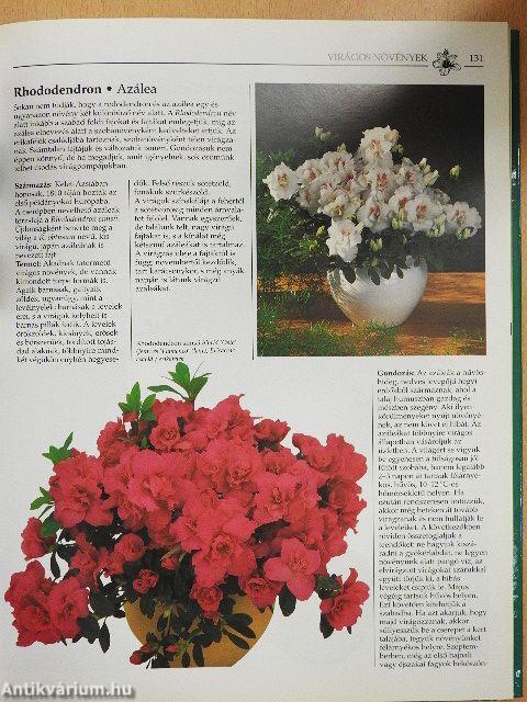 Növények a lakásban