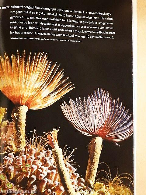 National Geographic Magyarország 2007. február