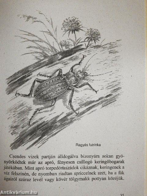 Állatok a kertben