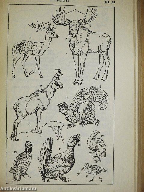 Bildwörterbuch - Deutsch und Ungarisch