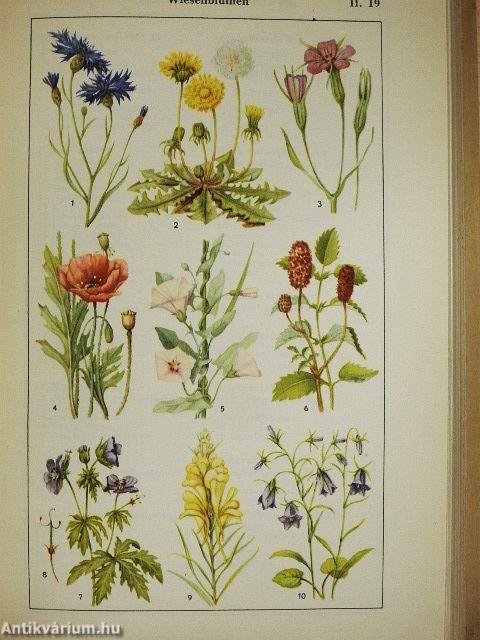 Bildwörterbuch - Deutsch und Ungarisch