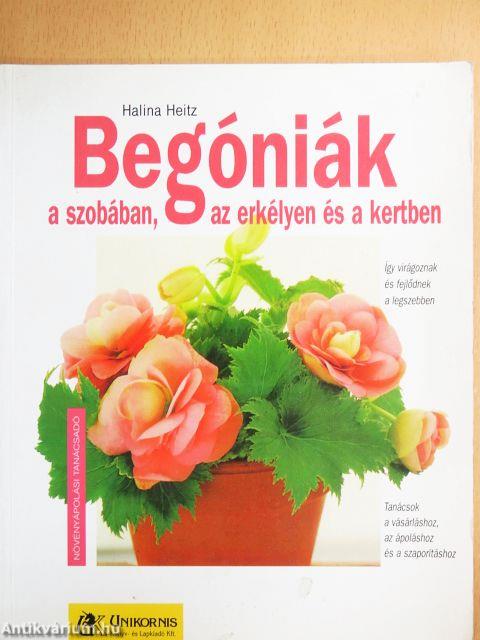 Begóniák a szobában, az erkélyen és a kertben