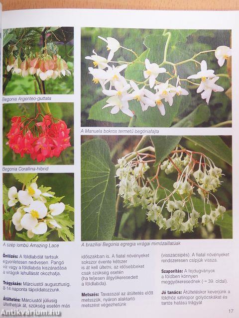 Begóniák a szobában, az erkélyen és a kertben