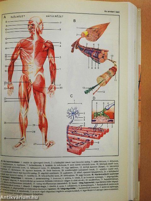 Akadémiai kislexikon 1-2.
