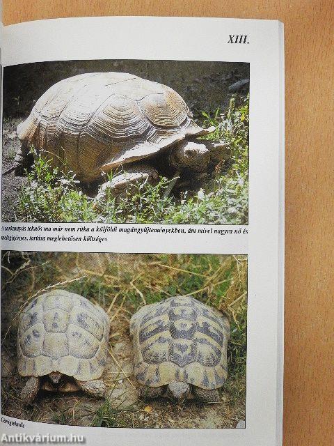 Teknősök a lakásban és a kertben