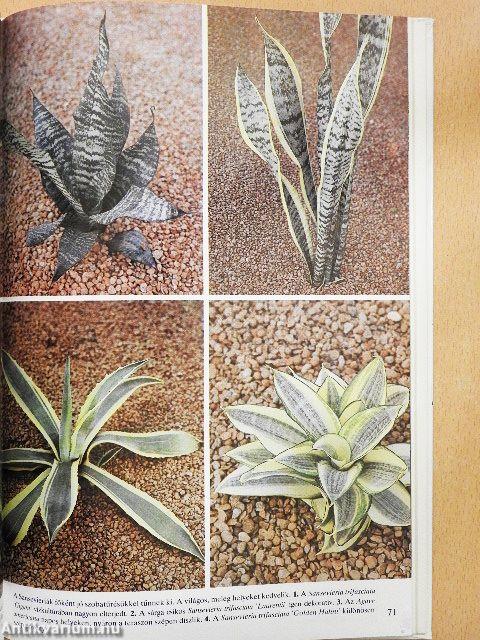 Szobanövények föld nélkül