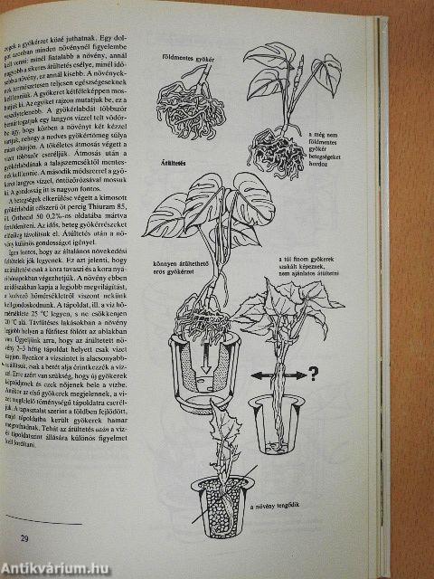 Szobanövények föld nélkül