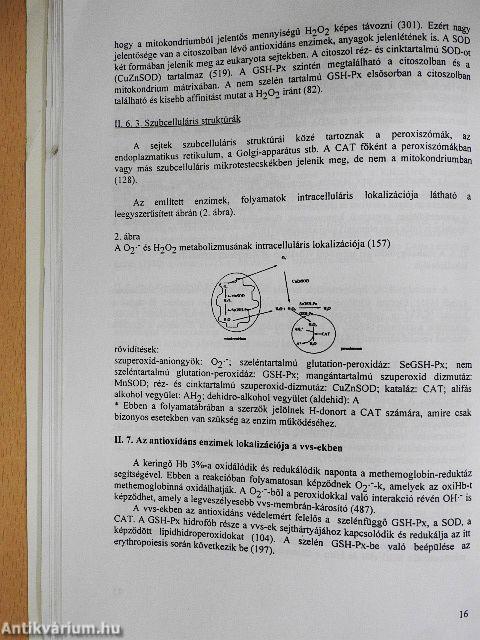Belső és külső tényezők hatása a vörösvérsejtek lipidperoxidációs és antioxidáns folyamataira