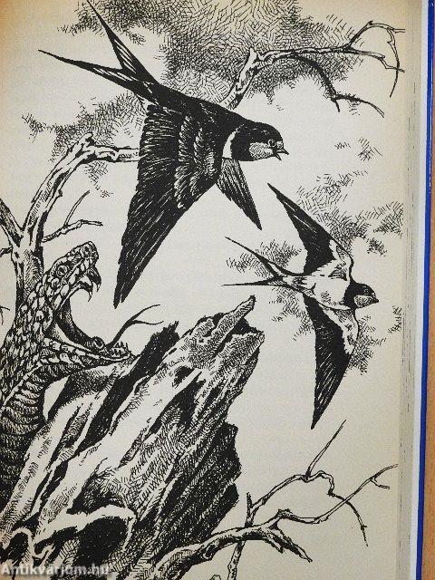 Csí és Vit meg az emberek