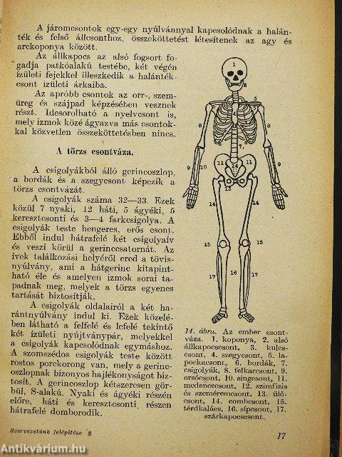Szervezetünk felépítése és működése