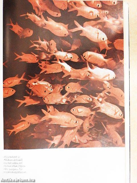 Az ezer atoll világa