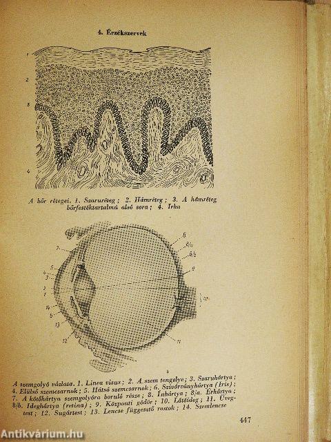 Munkafiziológia és munkaszervezés