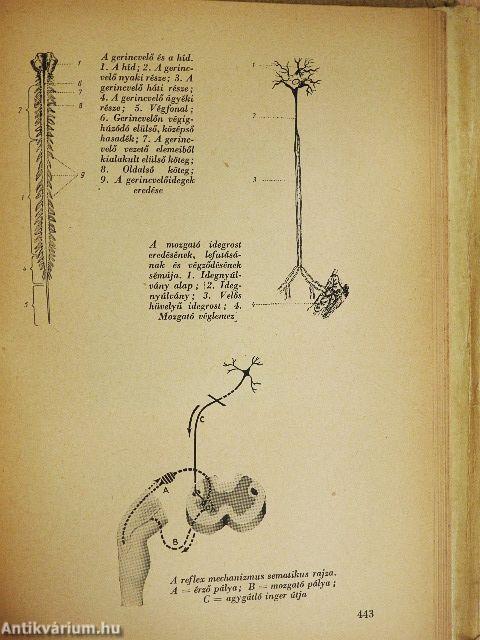 Munkafiziológia és munkaszervezés