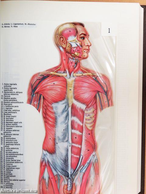 The New Encyclopaedia Britannica Volume 1-29./Index I-II./Britannica World Data 1993./Propaedia Outline of Knowledge