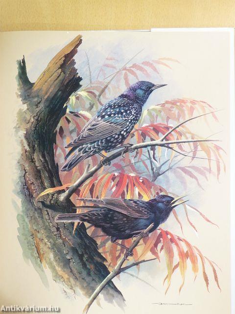 Unsere schöne Vogelwelt