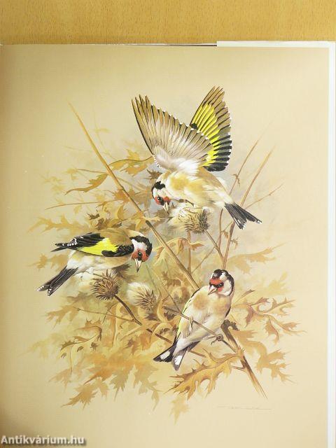 Unsere schöne Vogelwelt