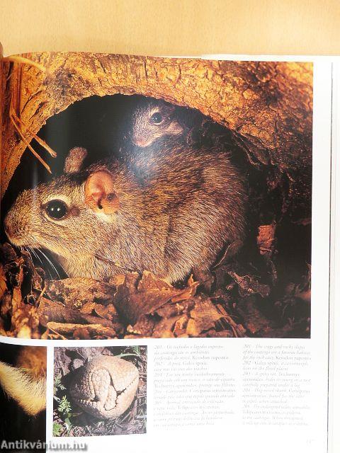 Brasil - Flora, Fauna