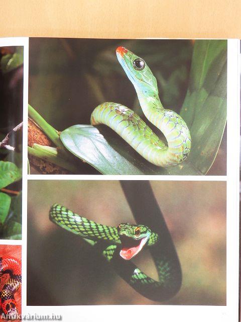 Brasil - Flora, Fauna