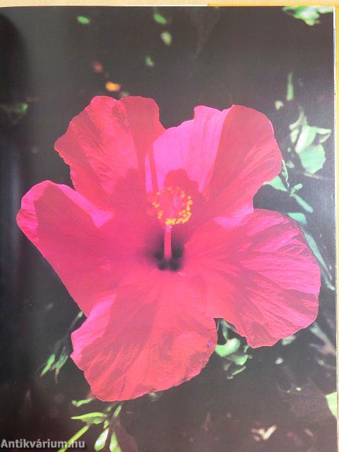 The Splendour of South Africa