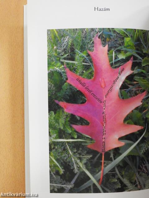 Napkelte (dedikált példány)