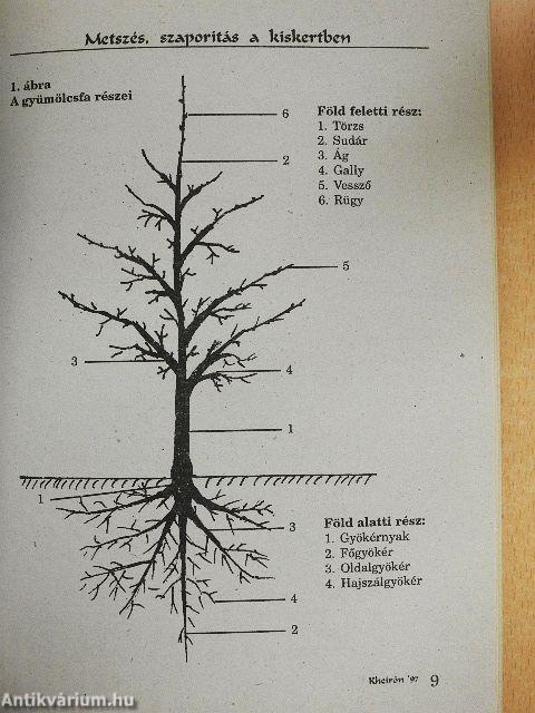 Metszés, szaporítás a kiskertben