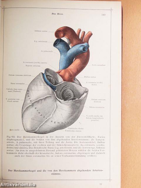 Anatomischer Atlas für Studierende und Ärzte V.
