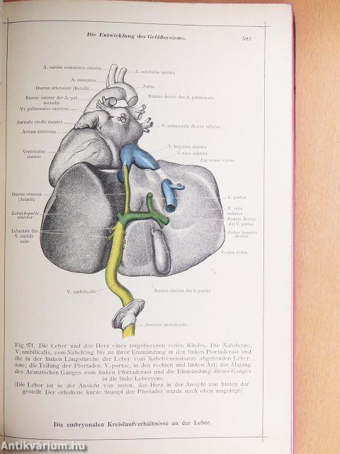 Anatomischer Atlas für Studierende und Ärzte V.
