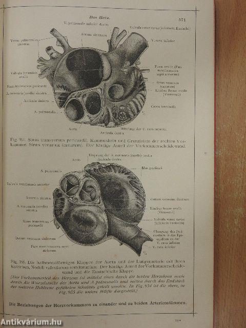 Anatomischer Atlas für Studierende und Ärzte V.