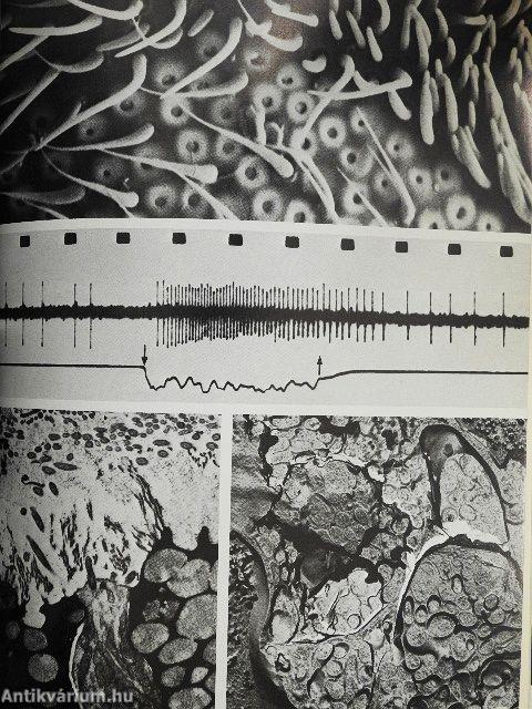 Grzimeks Tierleben - Verhaltensforschung