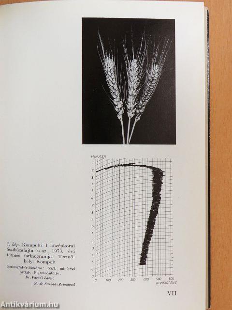 A minőségi búza termesztése