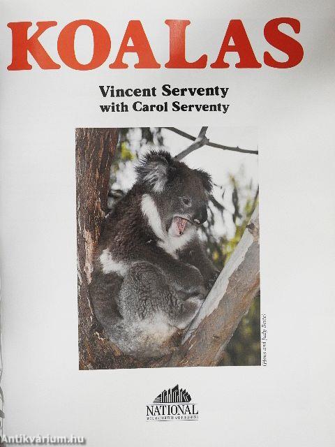 Koalas