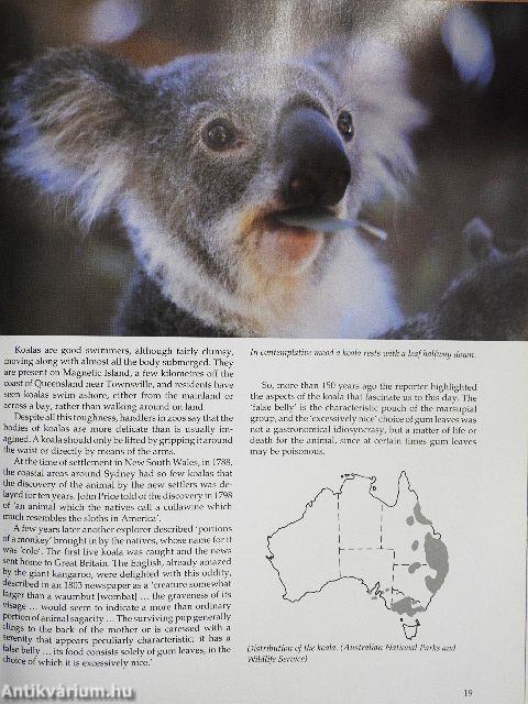 Koalas